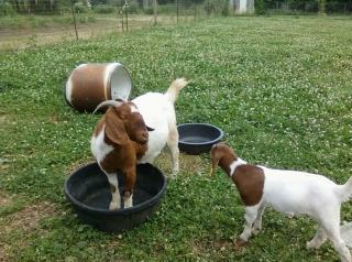 Boer Goats, Sheep, Cattle, Lambs, Pigs, Piglets, and Horses Ready For Sale