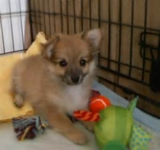 Lovely Pomeranian Puppies ..contact- us at-707377-8057..