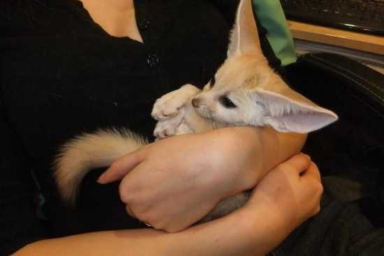 cute fennec fox ready for a new home  text 240 245-6544