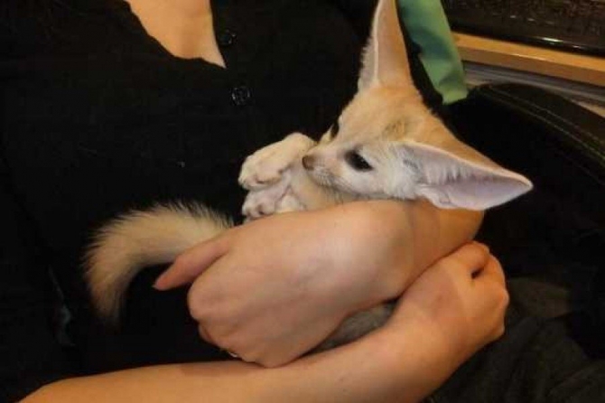 Registered Fennec fox ready for a new home text 240 245-6544