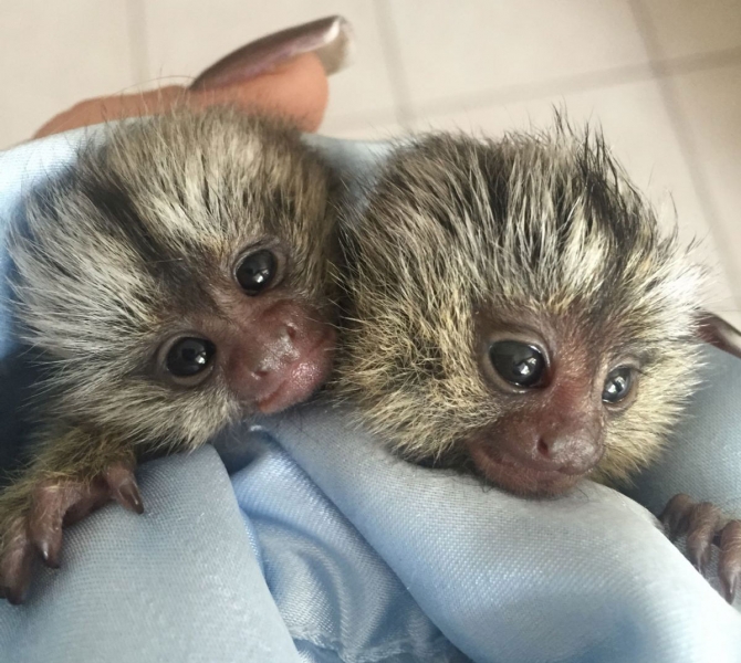 Beautiful Males And Females Marmoset Monkeys For Sale