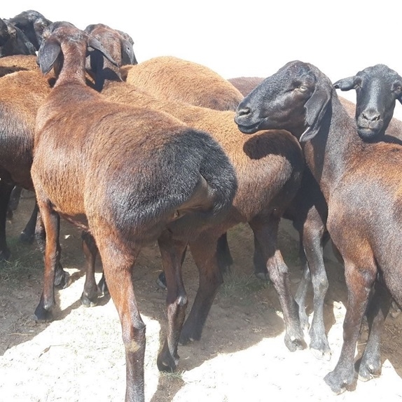 Awassi and Gissar Fat tail sheep for sale